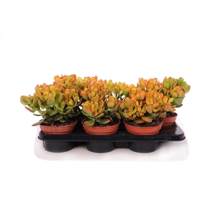 Crassula sunset canarias 15 cm