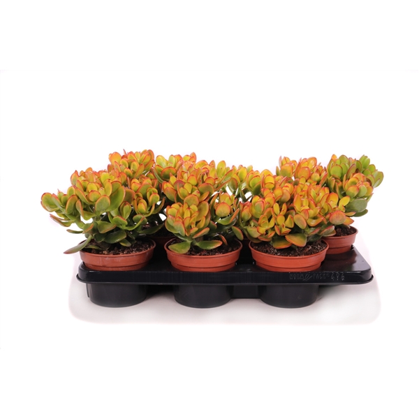 <h4>Crassula sunset canarias 15 cm</h4>