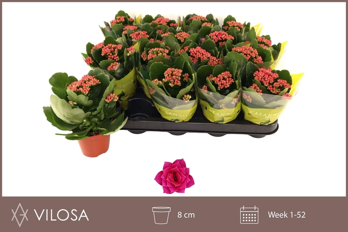 <h4>KAL GE GARBO LILAC</h4>