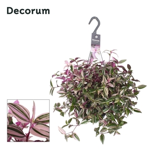 Tradescantia Fluminensis Quadricolor