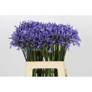 Agapanthus Dr Brouwer