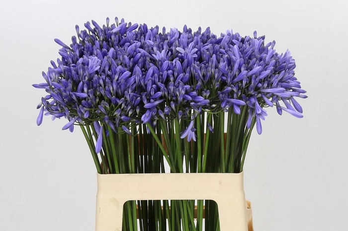 <h4>Agapanthus Dr Brouwer</h4>