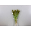 Dried Setaria Italica Light Green Bunch