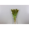 Dried Setaria Bleached Light Green Bunch