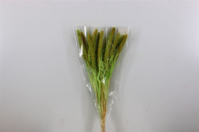 <h4>Dried Setaria Bleached Light Green Bunch</h4>