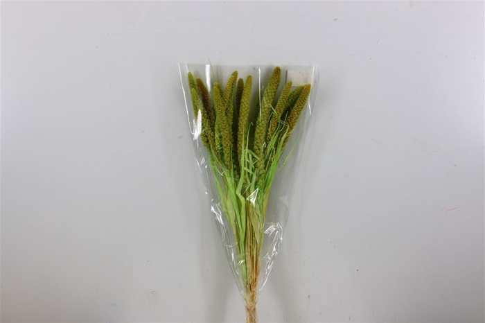 Dried Setaria Italica Light Green Bunch