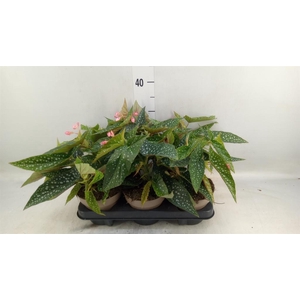 Begonia BD mac. 'Wightii'