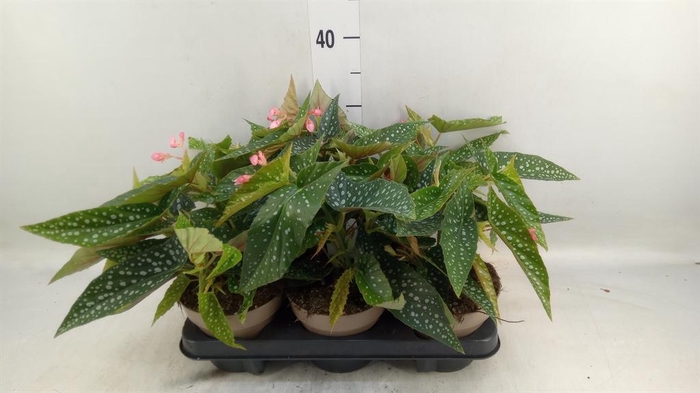 <h4>Begonia BD mac. 'Wightii'</h4>