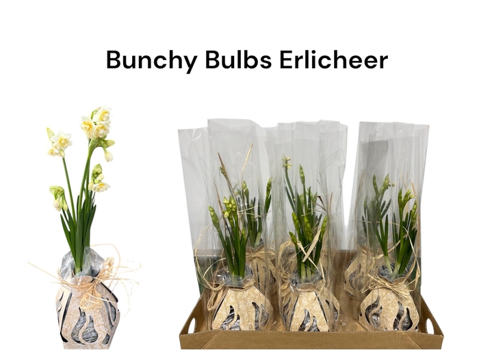 <h4>Bunchy Bulbs Erlicheer</h4>