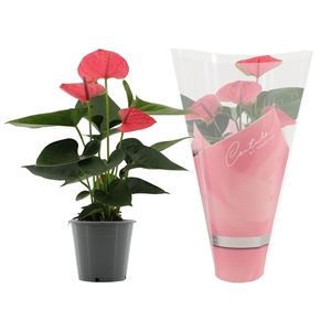 Anthurium Sweet Dream in Couture sleeve