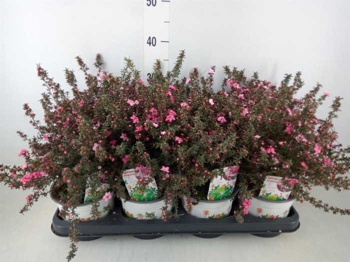 <h4>Leptospermum   ...</h4>