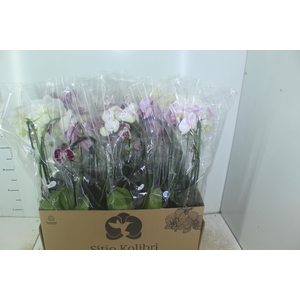 PHALAENOPSIS CASCATA P12 VARIADO 2 HT