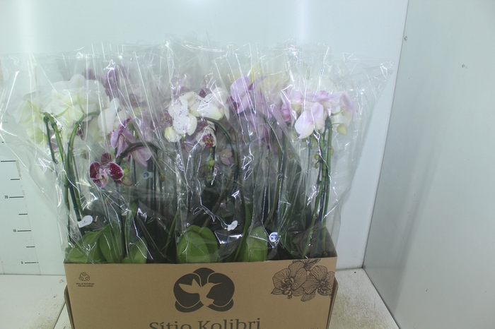 <h4>PHALAENOPSIS CASCATA P12 VARIADO 2 HT</h4>