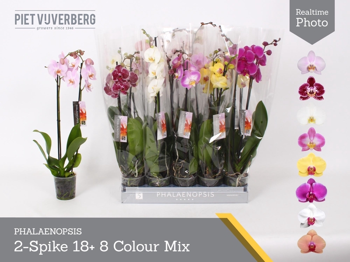 <h4>PHAL GEM 8 KL</h4>