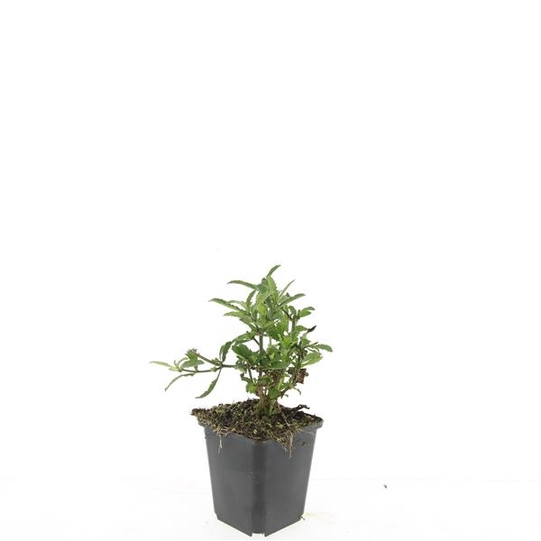 <h4>Verbena bonariensis</h4>