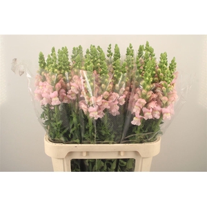 Antirrhinum Nl. Pink Avignon
