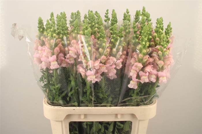 <h4>Antirrhinum Nl. Pink Avignon</h4>