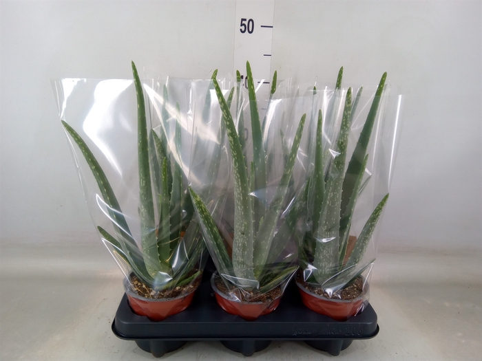 <h4>Aloe vera</h4>
