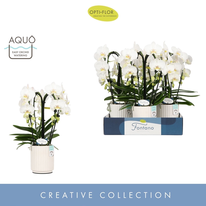<h4>Phalaenopsis wit meer takken</h4>