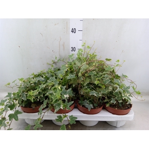 Hedera   ...variegated