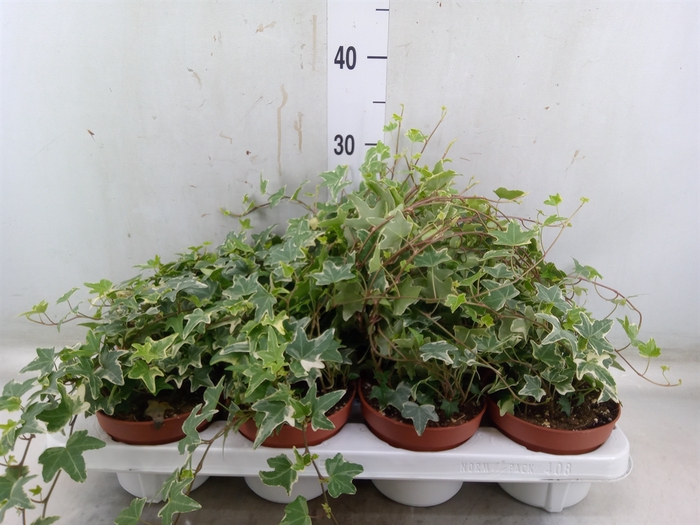 <h4>Hedera   ...variegated</h4>