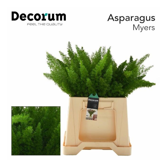 <h4>ASP DENS MYERS</h4>