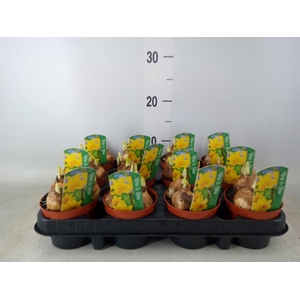 Narcissus  'Tete a tete'