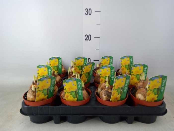 <h4>Narcissus  'Tete a tete'</h4>