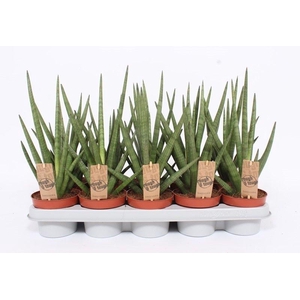 Sansevieria Tough Guy