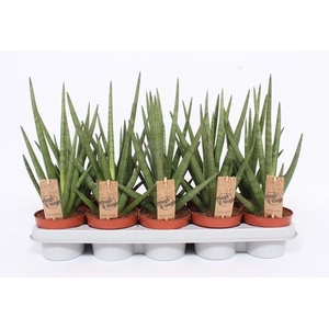 Sansevieria Tough Guy