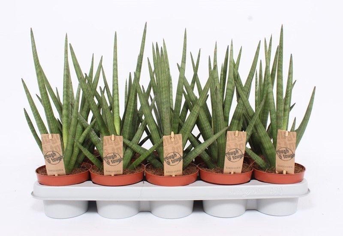 <h4>Sansevieria Tough Guy</h4>