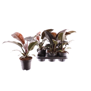 Philodendron Imperial Red 14Ø 50cm