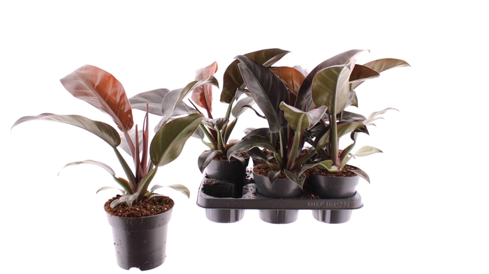 Philodendron Imperial Red 14Ø 50cm
