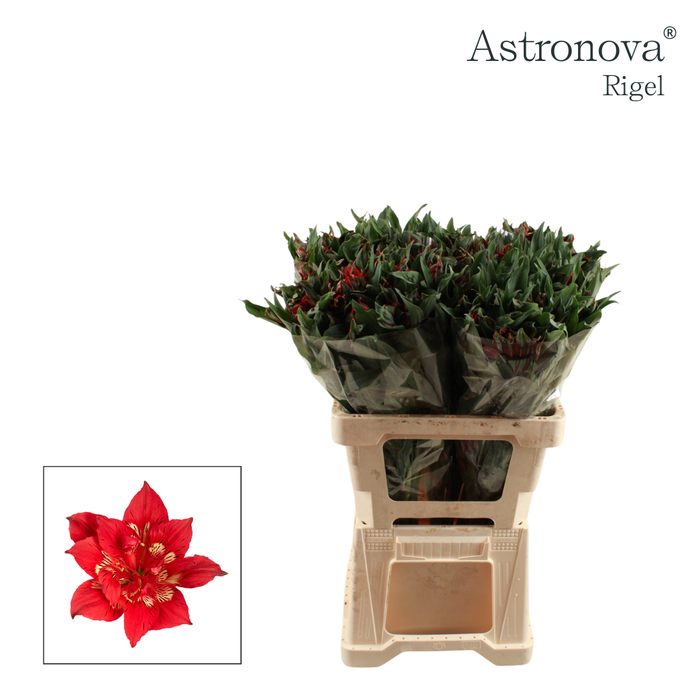 <h4>Alstroemeria Astronova Rigel</h4>