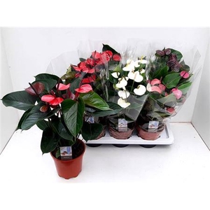 Anthurium Andreanum Grp gemengd 4 kleuren