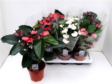 <h4>Anthurium Andreanum Grp gemengd 4 kleuren</h4>