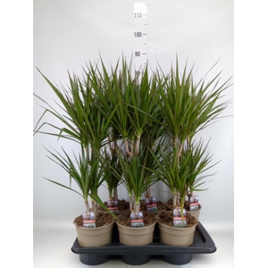 Dracaena marg.