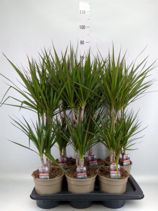 <h4>Dracaena marg.</h4>