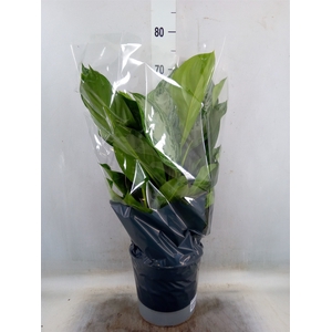 Aglaonema  'Silver Bay'