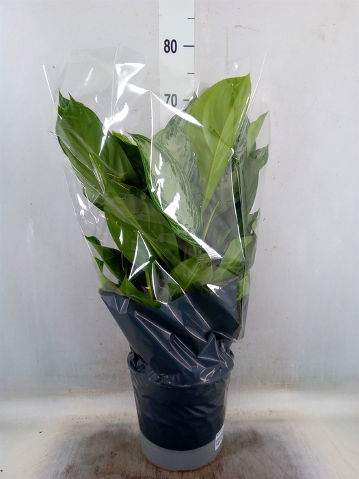 <h4>Aglaonema  'Silver Bay'</h4>