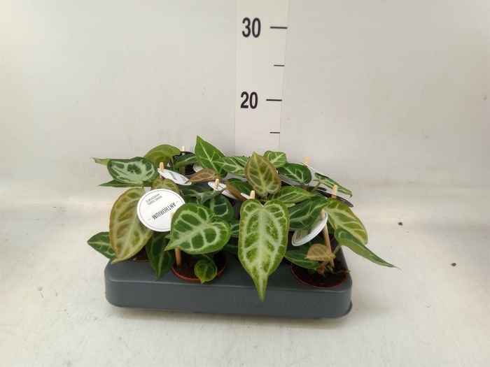 <h4>Anthurium   ...</h4>