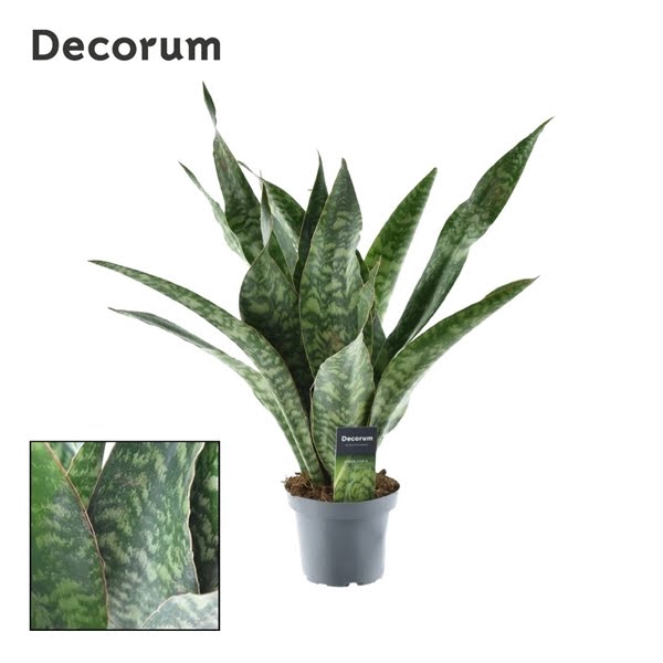 Sansevieria Aubrytniana Dragon