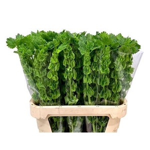 Moluccella Stuk P Stem