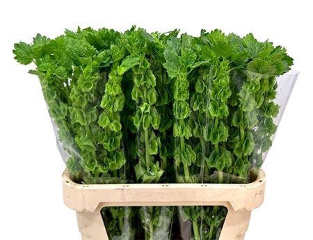 <h4>Moluccella Stuk P Stem</h4>