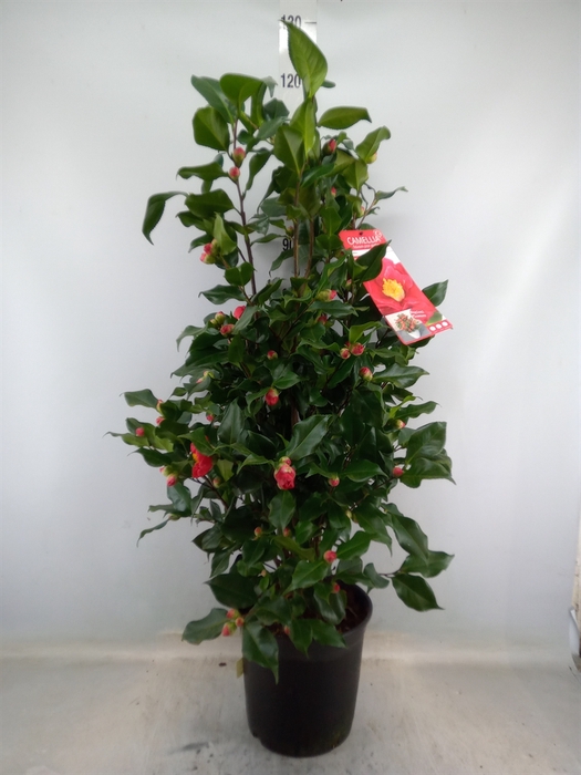 <h4>Camellia japonica 'Dr King'</h4>