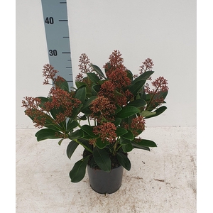 Rubella 13cm 14+ bloem