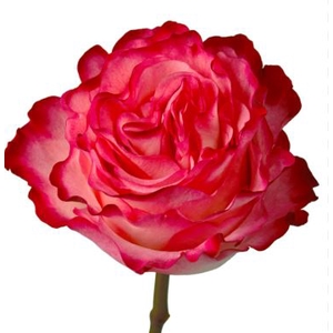 R Gr Enchantement Bicolor 50cm EC