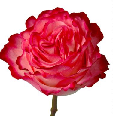R Gr Enchantement Bicolor 50cm EC