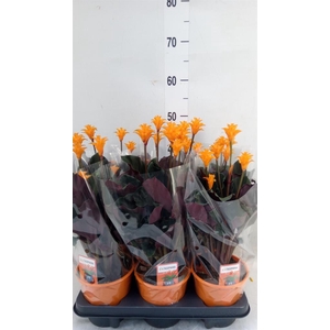 Calathea crocata 'Tassmania'