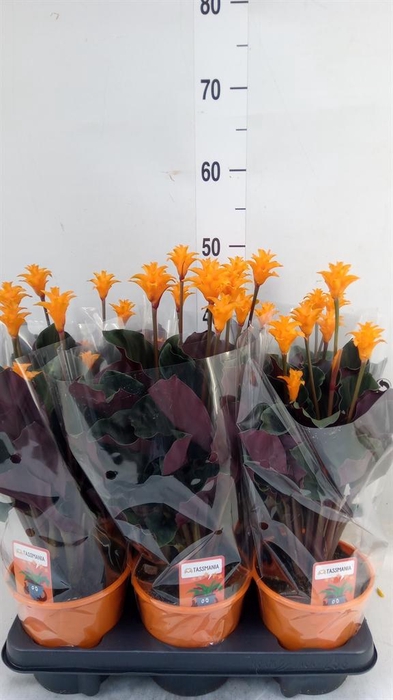 <h4>Calathea crocata 'Tassmania'</h4>